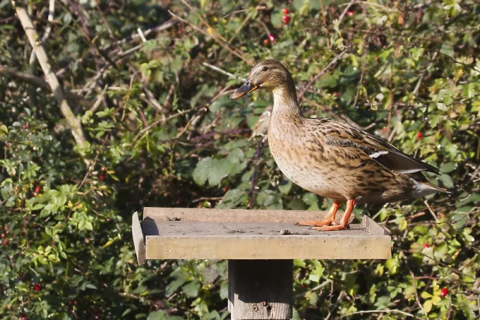 Framed Print : Female Duck on a bird feeding table