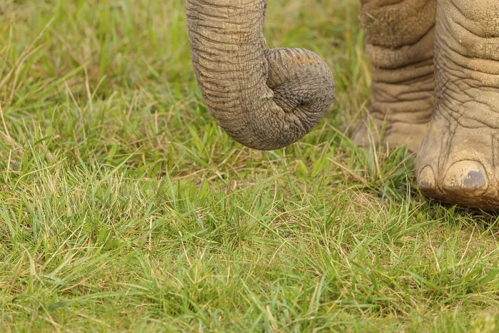 Framed Print : A female elephant (Loxodonta africana) plucks grass with her trunk