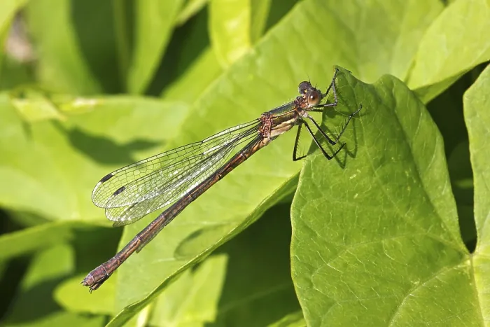 Framed Print : Female Emerald Damselfly (Lestes sponsa)