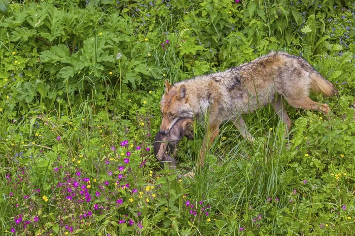Framed Print : A female eurasian gray wolf (Canis lupus lupus) carries a pup to another