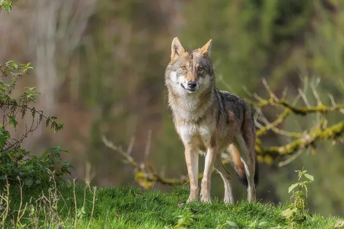 Framed Print : A female eurasian gray wolf (Canis lupus lupus) stands in a meadow on a hill