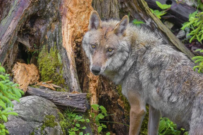 Framed Print : A female Eurasian Grey Wolf (Canis lupus lupus) is digging for something in a rotting tree stump