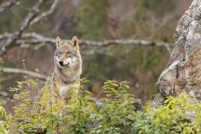 Framed Print : A female eurasian grey wolf (Canis lupus lupus) stands on green meadow in dense vegetation on top of a hill