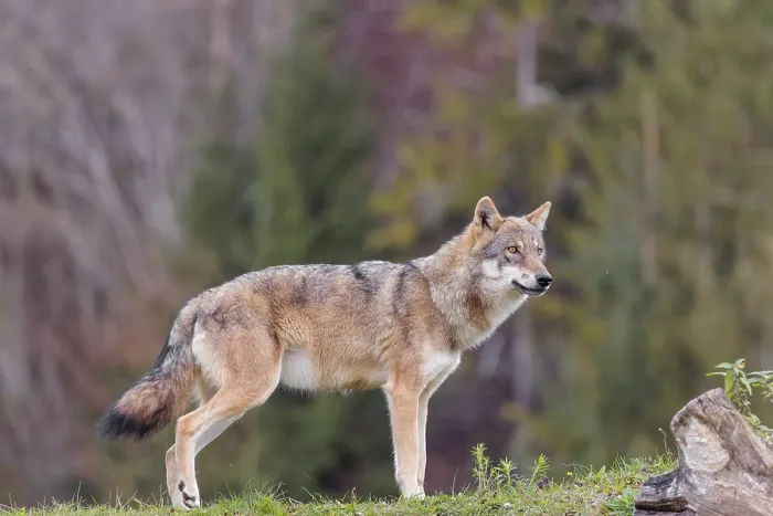 Framed Print : A female eurasian grey wolf (Canis lupus lupus) stands on green meadow on top of a hill Framed Print : A female eurasian grey wolf (Canis lupus lupus) stands on green meadow on top of a hill