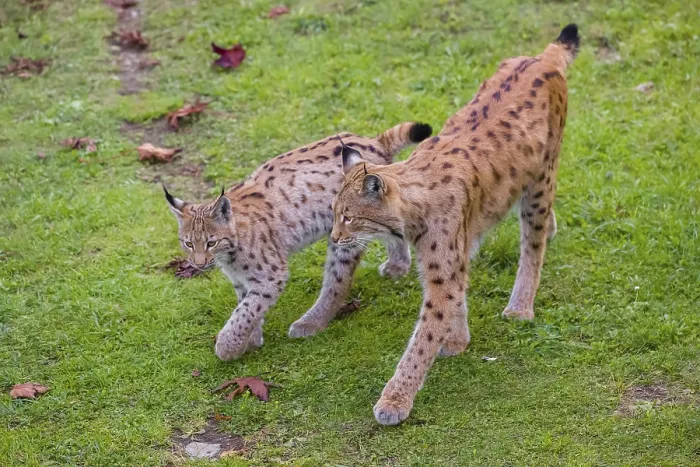 Framed Print : One female Eurasian lynx (Lynx lynx) meets one of its two cubs on a green meadow