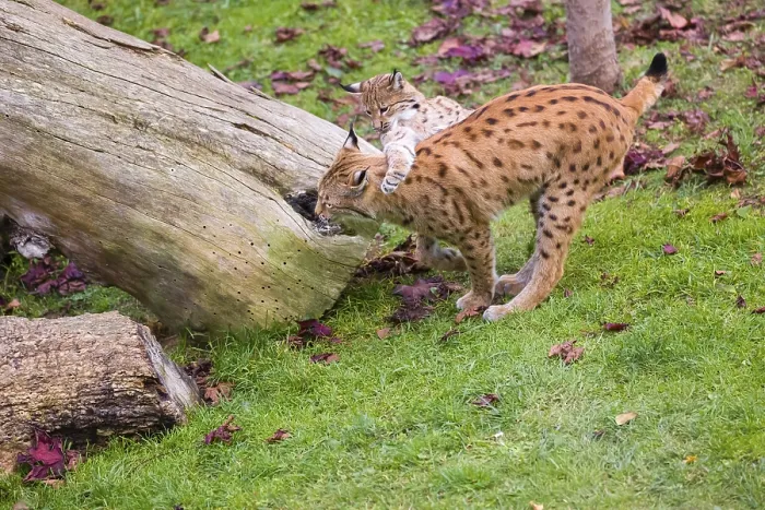 Framed Print : One female Eurasian lynx (Lynx lynx) plays with its cub on a green meadow Framed Print : One female Eurasian lynx (Lynx lynx) plays with its cub on a green meadow