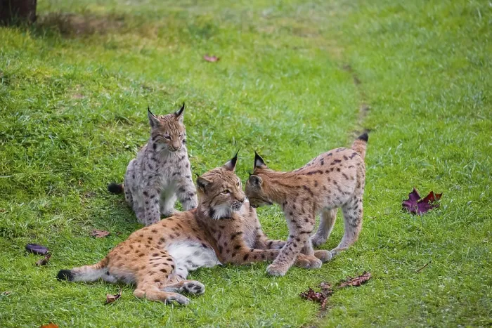 Framed Print : One female Eurasian lynx (Lynx lynx) plays with its two cubs on a green meadow
