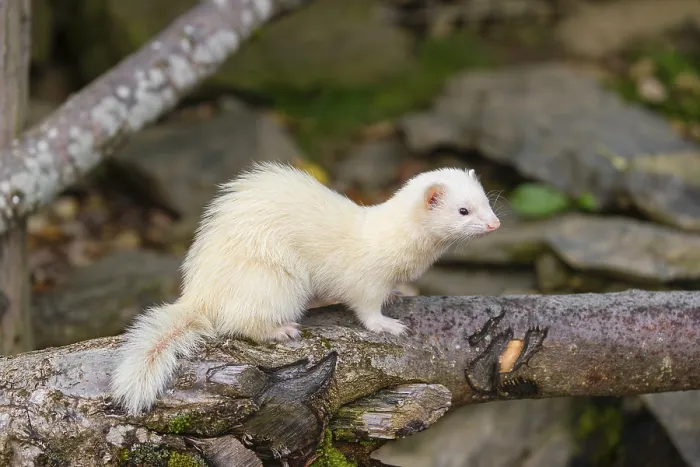 Framed Print : A female ferret (Mustela putorius furo) stands on a dead branch lying on the ground