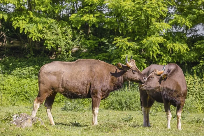 Framed Print : Two female Gaur (Bos gaurus gaurus) stand on a green meadow and groom each other