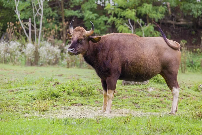 Framed Print : A female Gaur (Bos gaurus gaurus) stands on a green meadow
