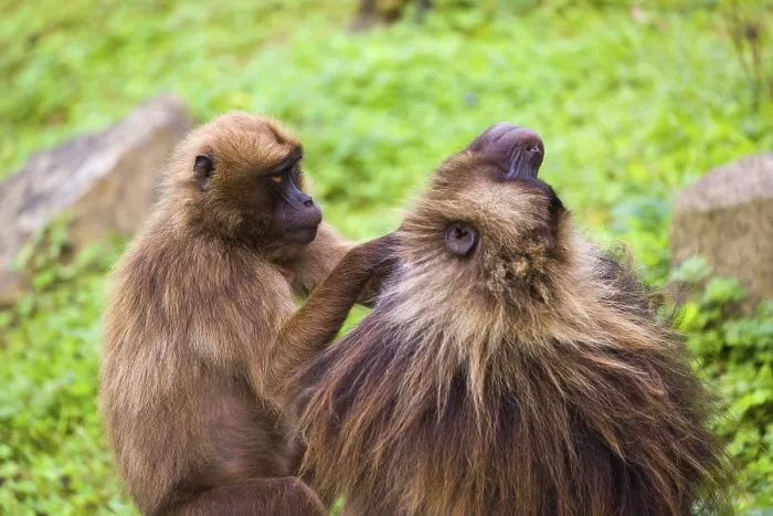 Framed Print : One female Gelada (Theropithecus gelada) Framed Print : One female Gelada (Theropithecus gelada)