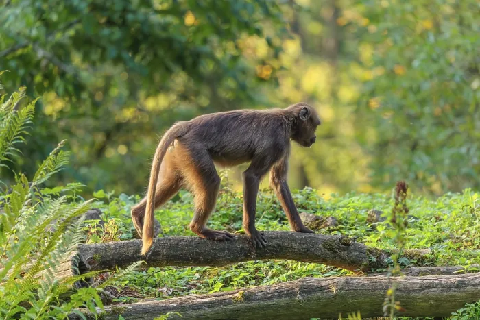 Framed Print : A female gelada (Theropithecus gelada)