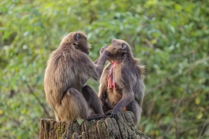Framed Print : Two female Gelada (Theropithecus gelada)