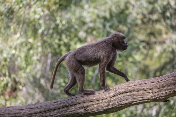 Framed Print : One female Gelada (Theropithecus gelada)