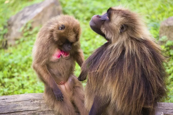 Framed Print : One female Gelada (Theropithecus gelada) Framed Print : One female Gelada (Theropithecus gelada)