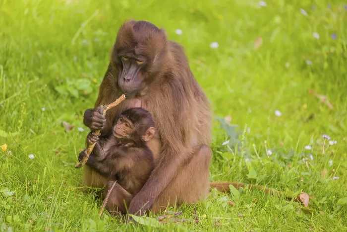 Framed Print : A female Gelada (Theropithecus gelada)