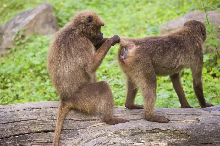 Framed Print : Two female Gelada (Theropithecus gelada)