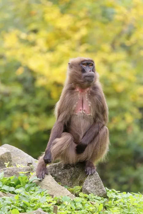Framed Print : A female Gelada (Theropithecus gelada) Framed Print : A female Gelada (Theropithecus gelada)