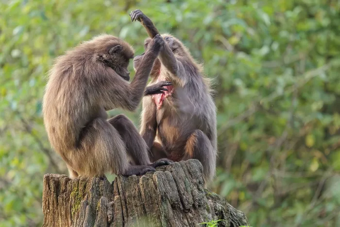 Framed Print : Two female Gelada (Theropithecus gelada)