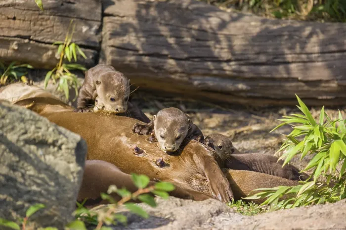 Framed Print : A female giant otter or giant river otter (Pteronura brasiliensis) nurses her young and plays with them