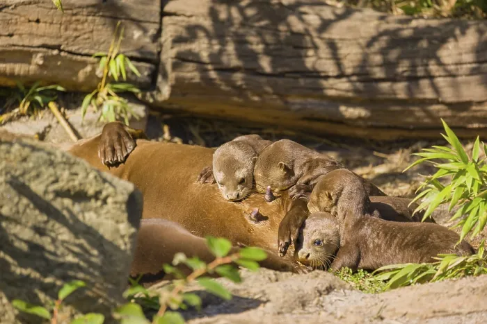 Framed Print : A female giant otter or giant river otter (Pteronura brasiliensis) nurses her young and plays with them Framed Print : A female giant otter or giant river otter (Pteronura brasiliensis) nurses her young and plays with them