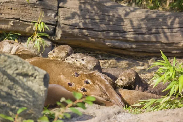 Framed Print : A female giant otter or giant river otter (Pteronura brasiliensis) nurses her young and plays with them