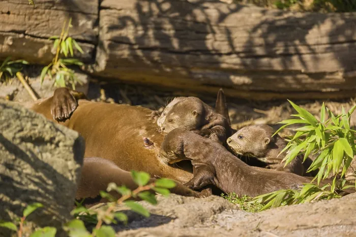 Framed Print : A female giant otter or giant river otter (Pteronura brasiliensis) nurses her young and plays with them