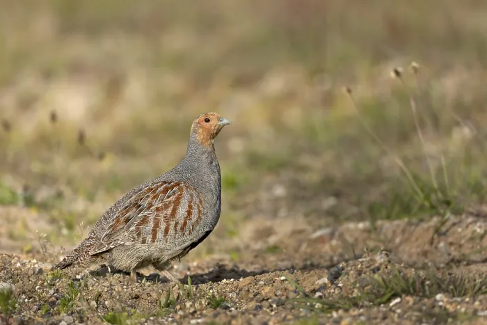 Framed Print : The female grey partridge (Perdix perdix) has already fledged and in a few moments the cock will follow