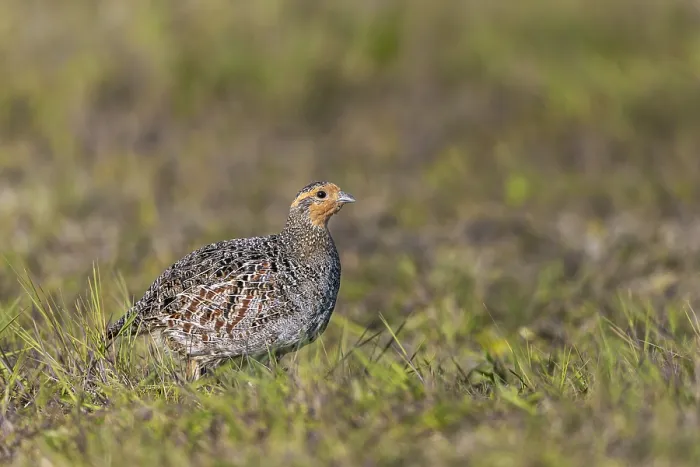 Framed Print : The female grey partridge (Perdix perdix) rarely interrupts her search for food