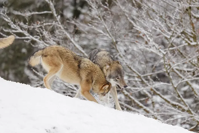 Framed Print : A female grey wolf (Canis lupus lupus) plays with a male wolf in a snow-covered meadow on a cold