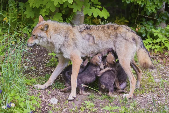 Framed Print : A female grey wolf (Canis lupus lupus)nurses her pups at forest edge Framed Print : A female grey wolf (Canis lupus lupus)nurses her pups at forest edge