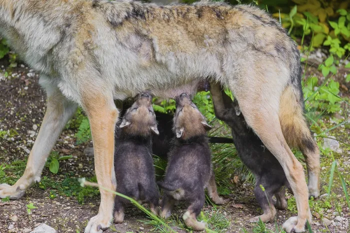 Framed Print : A female grey wolf (Canis lupus lupus)nurses her pups at forest edge Framed Print : A female grey wolf (Canis lupus lupus)nurses her pups at forest edge
