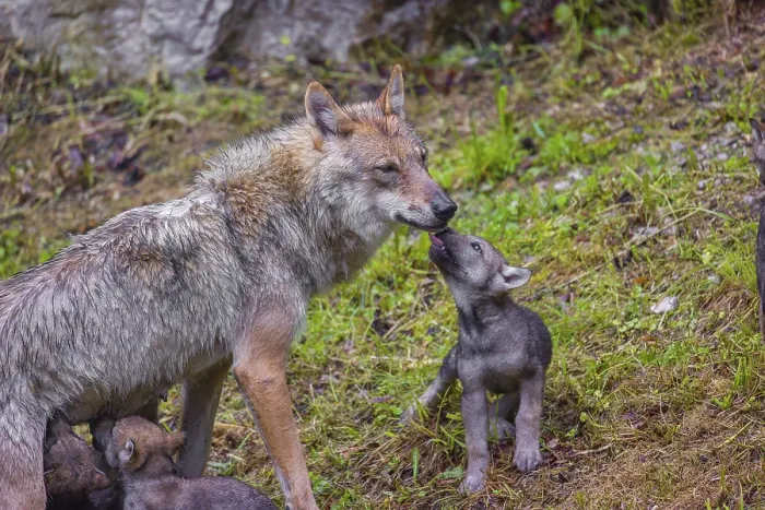 Framed Print : A female grey wolf (Canis lupus lupus)nurses her pups near their den Framed Print : A female grey wolf (Canis lupus lupus)nurses her pups near their den