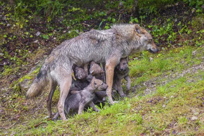 Framed Print : A female grey wolf (Canis lupus lupus)nurses her pups near their den Framed Print : A female grey wolf (Canis lupus lupus)nurses her pups near their den
