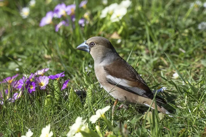 Framed Print : A female hawfinch (Coccothraustes coccothraustes) foraging in green grass