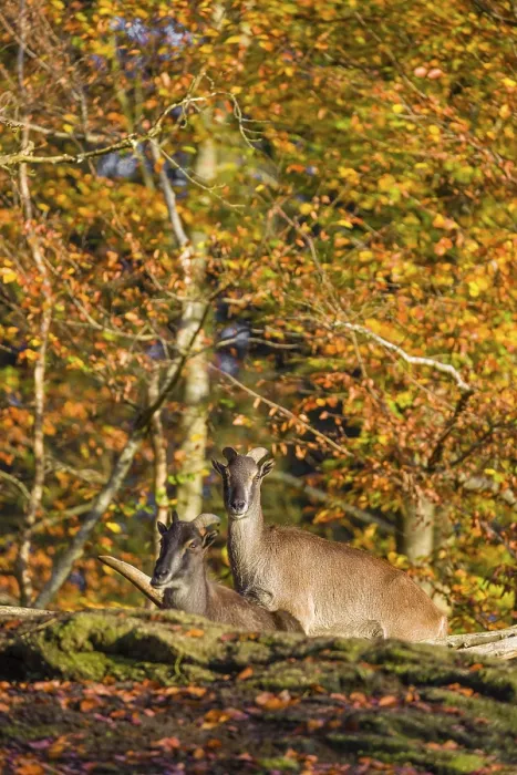 Framed Print : Two female Himalayan tahr (Hemitragus jemlahicus) stand on a rock