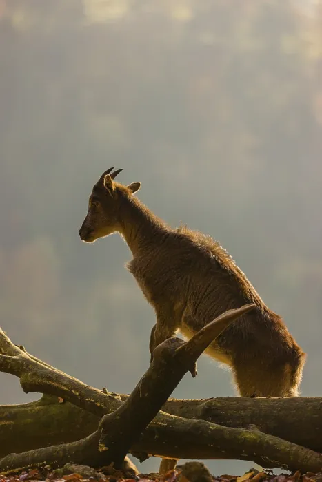 Framed Print : A female Himalayan tahr (Hemitragus jemlahicus) stands backlit on a fallen tree at a forest edge Framed Print : A female Himalayan tahr (Hemitragus jemlahicus) stands backlit on a fallen tree at a forest edge