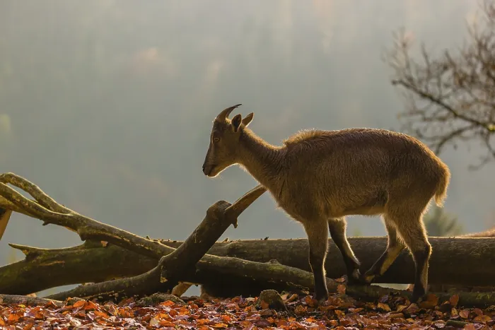 Framed Print : A female Himalayan tahr (Hemitragus jemlahicus) stands backlit on a fallen tree at a forest edge
