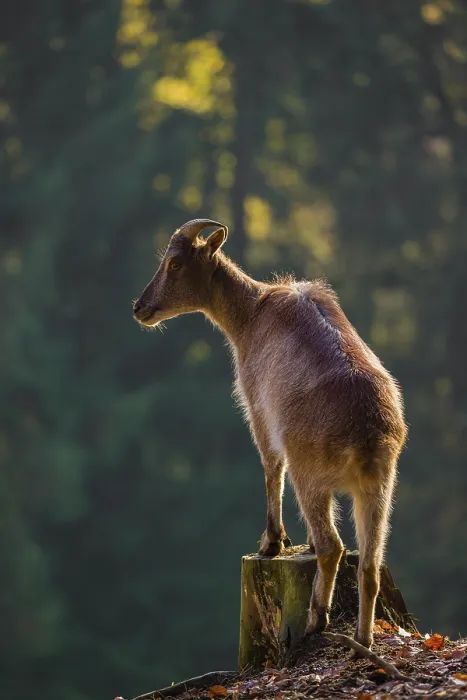 Framed Print : A female Himalayan tahr (Hemitragus jemlahicus) stands backlit on a tree stump at a forest edge
