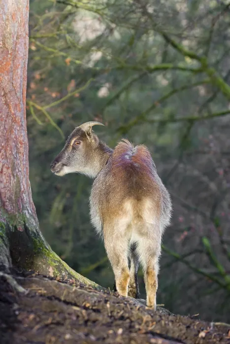 Framed Print : A female Himalayan Tahr (Hemitragus jemlahicus) stands on a forest edge Framed Print : A female Himalayan Tahr (Hemitragus jemlahicus) stands on a forest edge