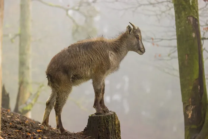 Framed Print : A female Himalayan Tahr (Hemitragus jemlahicus) stands in the forest on a foggy day