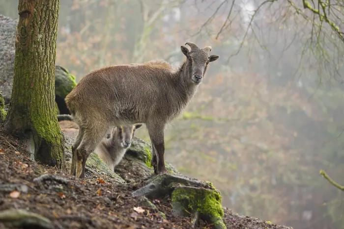 Framed Print : A female Himalayan Tahr (Hemitragus jemlahicus) stands in the forest on a foggy day