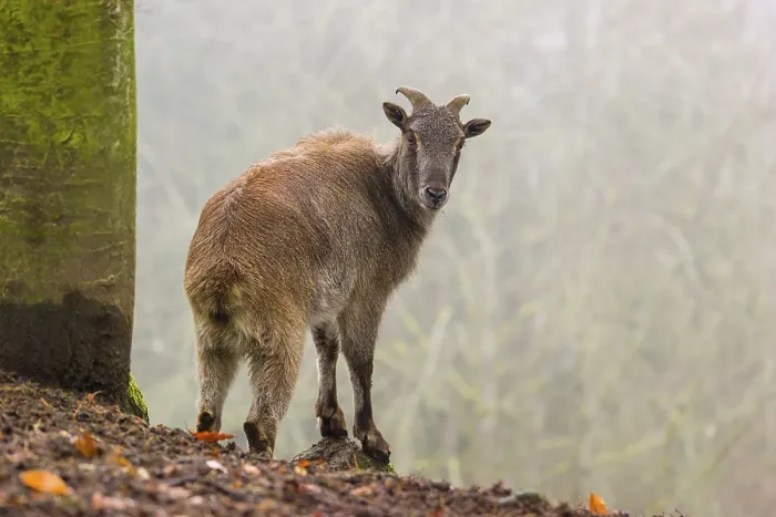 Framed Print : A female Himalayan Tahr (Hemitragus jemlahicus) stands in the forest on a foggy day