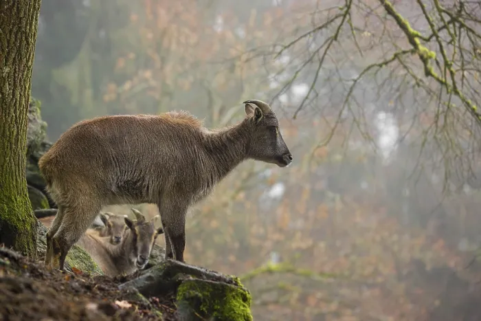Framed Print : A female Himalayan Tahr (Hemitragus jemlahicus) stands in the forest on a foggy day