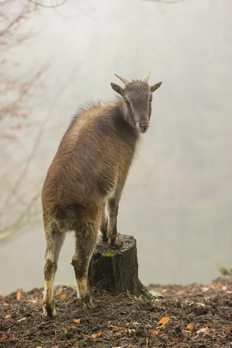Framed Print : A female Himalayan Tahr (Hemitragus jemlahicus) stands in the forest on a foggy day