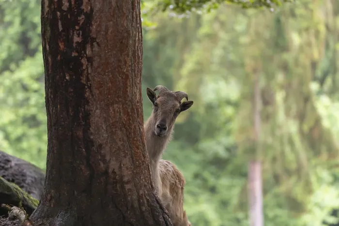 Framed Print : A female Himalayan tahr (Hemitragus jemlahicus) stands hidden behind a tree at a forest edge