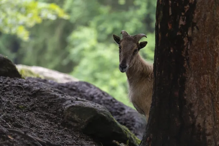 Framed Print : A female Himalayan tahr (Hemitragus jemlahicus) stands hidden behind a tree at a forest edge