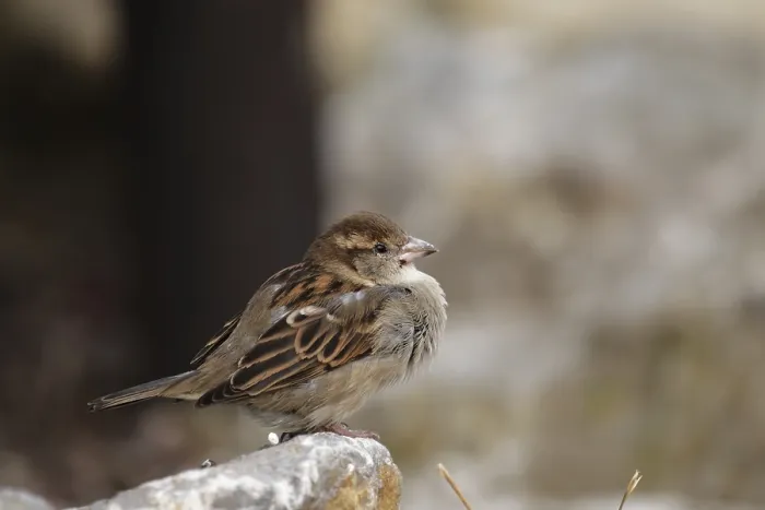 Framed Print : Female House Sparrow (Passer domesticus) sitting on a rock
