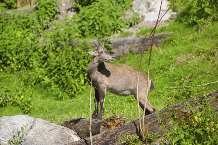 Framed Print : A female ibex (Capra ibex) stands next to a fallen dead tree on a sunny day in hilly terrain Framed Print : A female ibex (Capra ibex) stands next to a fallen dead tree on a sunny day in hilly terrain