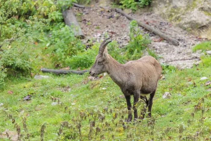 Framed Print : A female ibex (Capra ibex) walks across a green meadow on a cloudy day